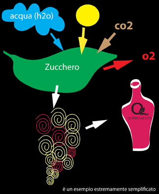 Zucchero vino e ciclo energia