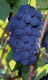 Pinot Nero - Uva. Pinot Noir Grape